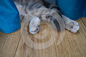 Close Up Grey Cat`s Leg, Sleeping Cat On Wooden Floor.