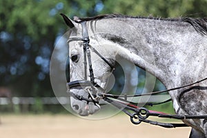 Close up of a grey colored saddle horse during training outdoors