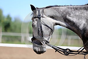 Close up of a grey colored saddle horse during training outdoors