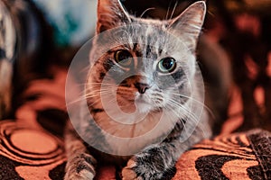 Close up of Grey Domestic Cat, Laying on Blanket in Comfort