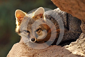 Close Up of Grey Fox Curled Up for Afternoon Nap