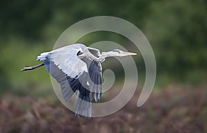 Close-up of a grey heron in flight