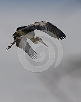Close-up of a grey heron flying