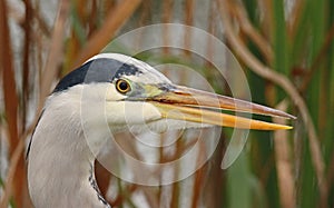 Close-up of grey heron hunting with open beak