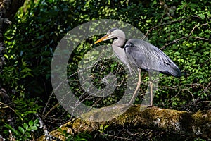 Close up of a Grey Heron perched on a mossy tree