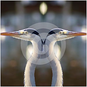 Close up of a grey heron in reflection