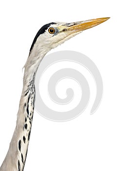 Close-up of a Grey Heron's profile, Ardea Cinerea, 5 years old,