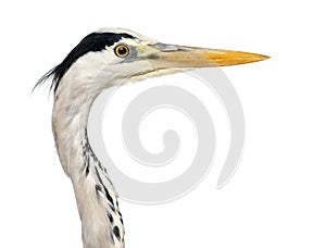 Close-up of a Grey Heron's profile, Ardea Cinerea, 5 years old,