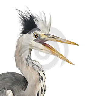 Close-up of a Grey Heron upset, screaming, Ardea Cinerea