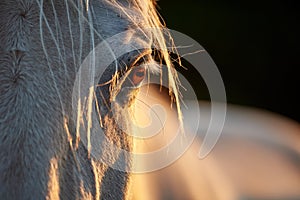 Close-up of a grey horse's eye in the evening light
