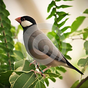 Grey java sparrow bird perched on the fern branch