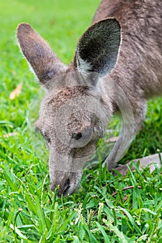 Close up of a grey Kangaroo