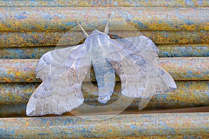 Lasiocampidae moth photo