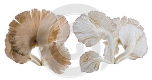 Close up of Grey oyster mushroom isolated on white background.