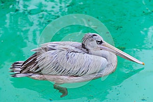 Close-up of a grey Pelican birds swimming in the pool