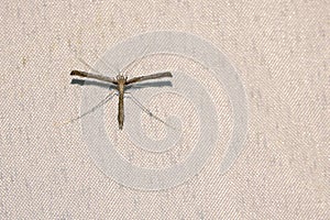 Pterophoridae moth