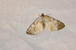 Pyralidae moth