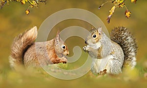 Close up of grey and red squirrels in autumn