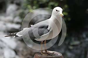 Close-up Grey Seagull