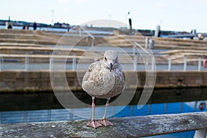 Close up of a grey seagull in the waterfront Pier Head of Liverpool, England UK