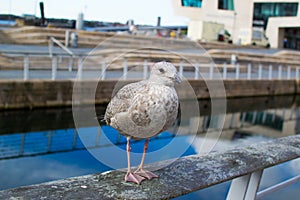 Close up of a grey seagull in the waterfront Pier Head of Liverpool, England UK