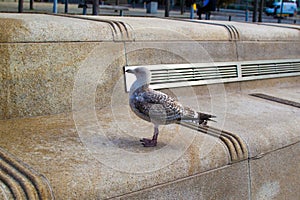 Close up of a grey seagull in the waterfront Pier Head of Liverpool, England UK