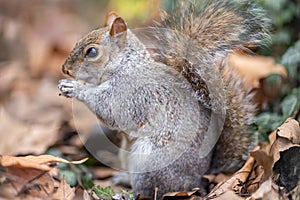 close up of a grey squirrel eating a nut