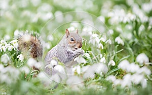Close-up of a Grey Squirrel eating nut in snowdrops