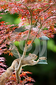 Close-up of a Grey Squirrel eating sunflower seeds from a bird feeder on a colorful Japanese Maple tree