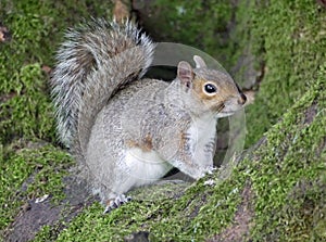 Close-up of a grey squirrel on a mossy tree trunk