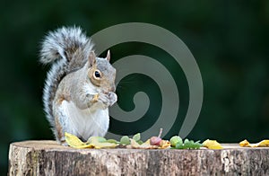 Grey Squirrel holding and eating nut on a tree stump