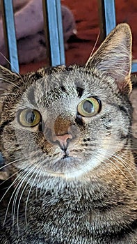 Close up of a grey Tabby cat