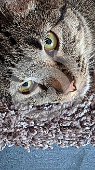 Close up of a grey Tabby cat