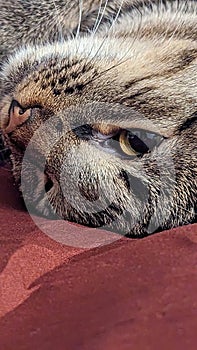 Close up of a grey Tabby cat