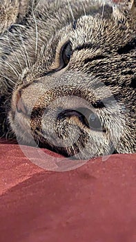 Close up of a grey Tabby cat