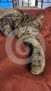 Close up of a grey Tabby cat