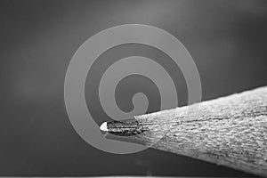 Close-up on grey un-sharpened pencil-tip