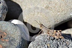 Close up of a grey wild grasshopper sitting on a stone