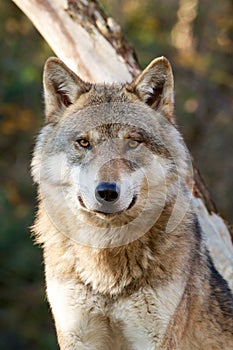Close-up of Grey Wolf - Canis Lupus