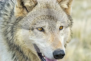 Close up grey wolf head and face