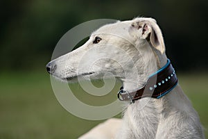 Close-up of a greyhound