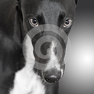 Close up of greyhound dog`s face in black and white