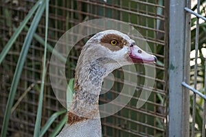 Close -up of a Greylag Goose (Domestic type) Anser anser (Domestic type)