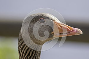 Close up of a greylag goose (Anser anser)