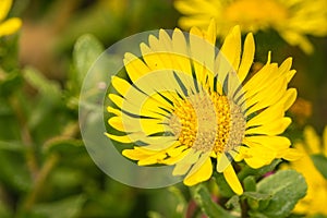 Close up of Grindelia wildflower, California