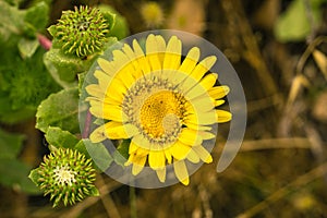 Close up of Grindelia wildflower, California