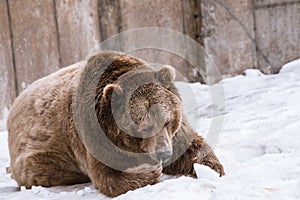 Close-up Grizzly Bear in the winter with snow life styleeat play chill