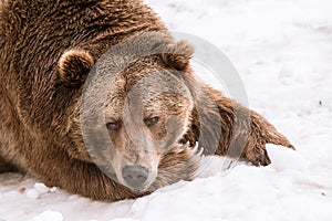 Close-up Grizzly Bear in the winter with snow life styleeat play chill