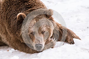 Close-up Grizzly Bear in the winter with snow life styleeat play chill