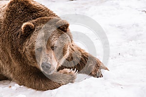 Close-up Grizzly Bear in the winter with snow life styleeat play chill